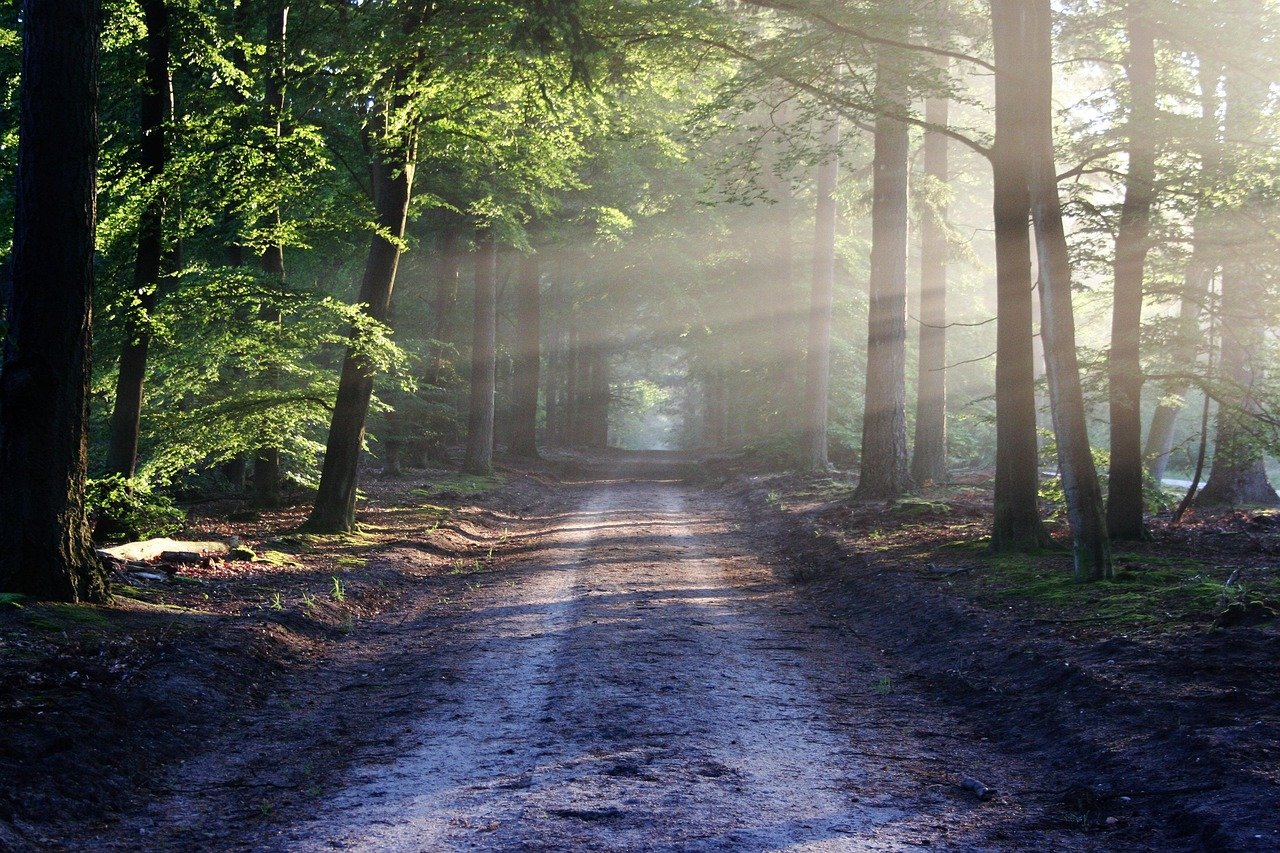 street leading to recovery A peaceful path lined with green trees leading toward hope and recovery